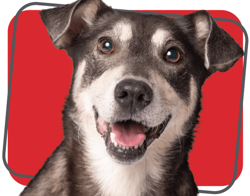 Grey and white dog looking directly at the camera.